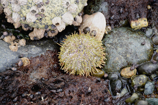 Green sea urchin on a rocky beach with barnacles.