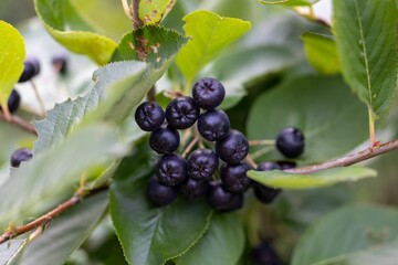 Purple inedible berries growing in a cluster on a bush