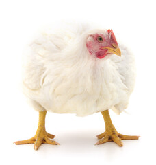 white hen isolated.