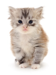 Kitten on white background.