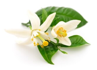 Fototapeta na wymiar Lemon leaf and flowers.