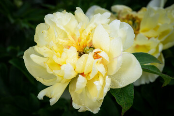 Yellow Chinese peony (Paeonia lactiflora) - Wildflower - Appalachian Mountains, Kentucky