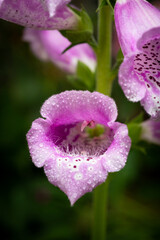 Purple Common foxglove (Digitalis purpurea) - Wildflower - Appalachian Mountains, Kentucky