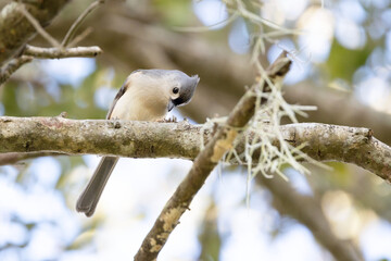 A small bird known as the tufted titmouse (Baeolophus bicolor) feeds on a caterpillar on a branch in Palm Harbor, Florida