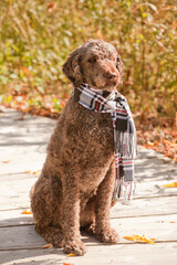 Standard poodle wearing a scarf outside at the park on a sunny autumn day. Tall female poodle enjoying the outdoors during the fall season.
