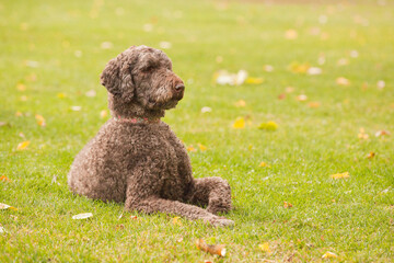 Standard poodle outside at the park on a sunny autumn day. Tall female poodle enjoying the outdoors during the fall season.