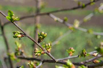 Green buds of cherries on a branch