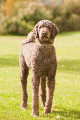 Standard poodle outside at the park on a sunny autumn day. Tall female poodle enjoying the outdoors during the fall season.