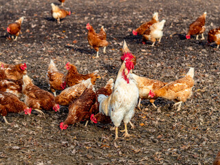 Frei laufende Hühner in Bio Bodenhaltung