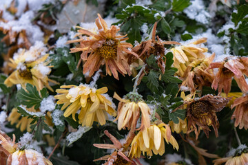 flowers in the snow