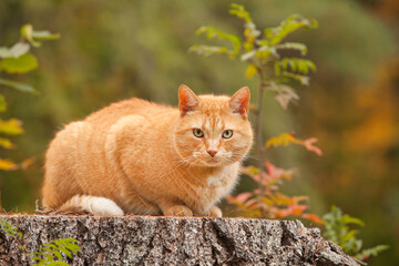 Big fat yellow cat in the outdoors during the fall season. Overweight male orange tabby cat outside...