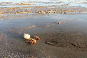 Eggs from the sea snail; red whelk

