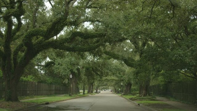 POV of driving through road with oak trees in New Orleans