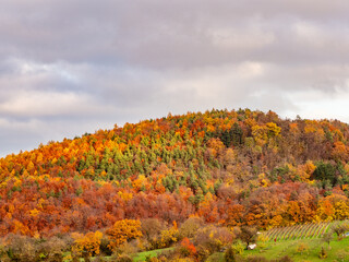 Herbstlich bunt gefärbte Bäume im Mischwald