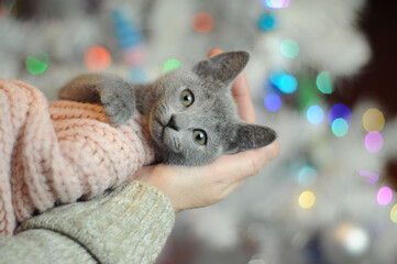 Сhristmas kitten Russian blue sits on his hands on the background of a multicolored garland on the Christmas tree