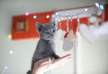 Сhristmas kitten Russian blue sits on his hands on the background of a garland
