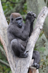 Close up view of a Western Lowland Gorilla