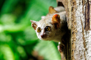 Close up view of a Gray mouse lemur (Microcebus murinus) - obrazy, fototapety, plakaty