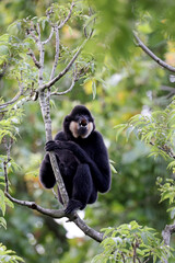 Close up view of a Yellow-cheeked gibbon (Nomascus gabriellae)