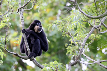 Close up view of a Yellow-cheeked gibbon (Nomascus gabriellae)