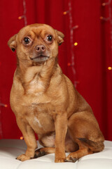 Brown male Chihuahua posing for a portrait with a red background. Studio portrait of a small golden dog.