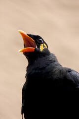 Close up view of a common hill myna (Gracula religiosa)