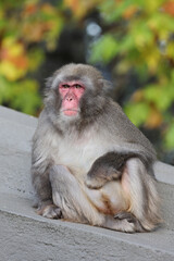 Close up view of a Japanese macaque (macaca fuscata)