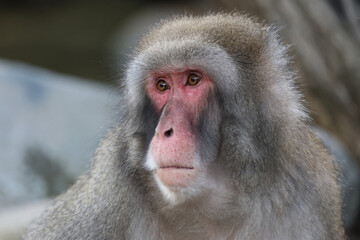 Close up view of a Japanese macaque (macaca fuscata)