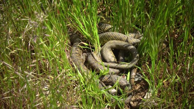 The dice snake (Natrix tessellata), Water Snakes mate on the shore in the reeds