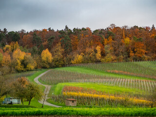 Weinberge im Herbst