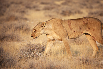 Obraz na płótnie Canvas A lioness walks in the Etosha National Park. Namibia