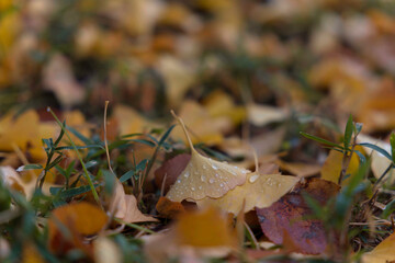 雨上がり、水滴をまとったイチョウの落ち葉