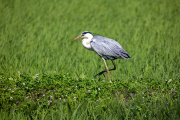 野鳥素材　アオサギ