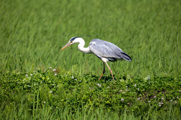 野鳥素材　アオサギ