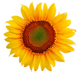 Sunflower flower isolated on a white background.