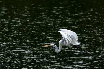 Great Egret in Flight - Bird in Flight