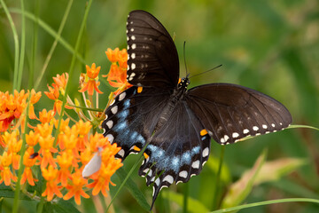 butterfly on a flower