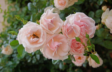 Viele aufgeblühte Rosenblüten an einem Zweig eines großen Rosenbusches. Die Rosen sind von...
