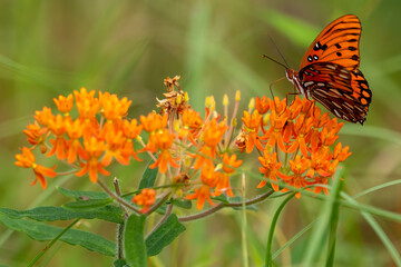 butterfly on flower