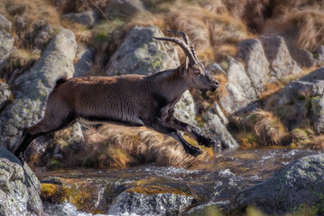 Ibex, in the mountains, Spain