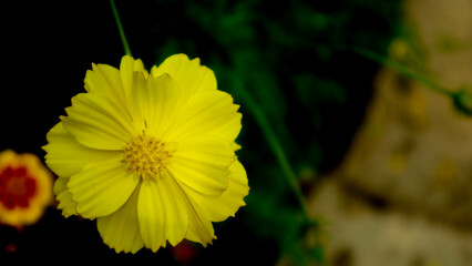 The beautiful and amazing Sulfur cosmos flower