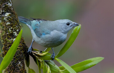 Close up view of a vibrant  Blue-gray Tanager (Thraupis episcopus)