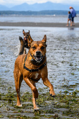Two happy dogs playing chase on a sandy beach on a sunny summer day, Puget Sound
