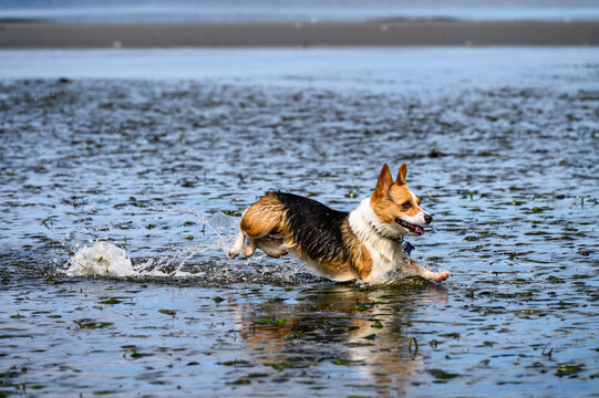 Happy Dog, Tri Color Corgi Running In Water At Low Tide On A Sunny Summer Day, Puget Sound
