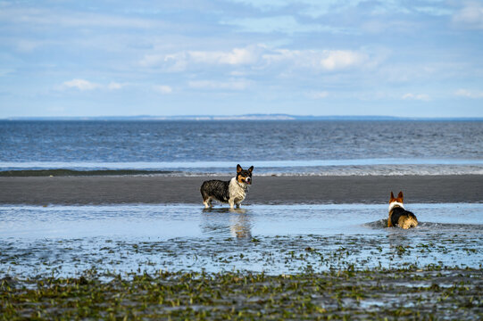 Happy dogs, tri color corgis playing in the surf at low tide on a sandy beach on a sunny summer day, Puget Sound
