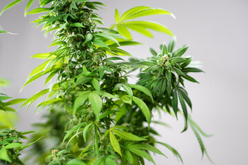 Fototapeta na wymiar Medical marijuana plant close up. Bud blooming with trichomes