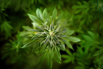 Medical marijuana plant close up. Bud blooming with trichomes top view