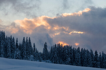 Landscape with snow covered mixed pine, fir and spruce trees with sunset sky