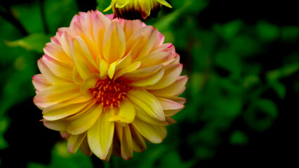 beautiful and stunning yellow Dahlia pinata flower