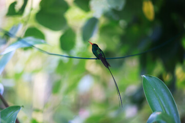 A Doctor Bird or Wimpelschwanz (Trochilus polytmus), Hummingbird, National Bird of Jamaica, Middle...